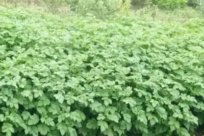 土豆只长秧不结薯怎么办,首先选择脱毒、极早熟或早熟的优良品种