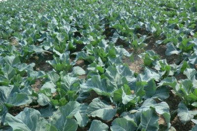 露天花菜的种植方法,早熟和极早熟品种适合在6-9月份种植