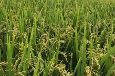 荃优1606产量和抗倒怎样，抗倒伏性较强且平均产量为660公斤/亩以上