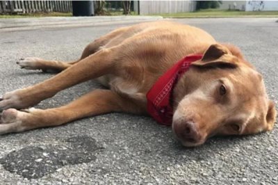 狗狗食欲不振的原因，可能是生病了