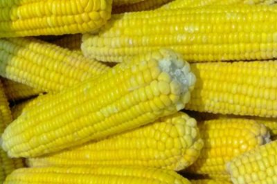 甜玉米一年能种多少次,通常可种植1-2次