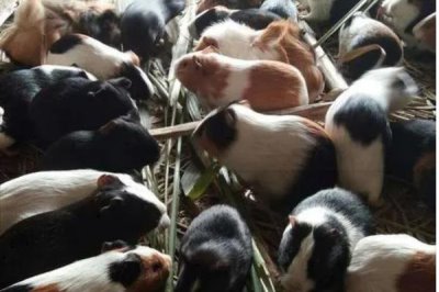 豚鼠的饲养常识,尽量饲养多只豚鼠