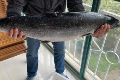 深海鱼有哪些，常见的有带鱼、鳕鱼、金枪鱼等