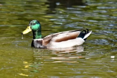养殖绿头鸭的前景，现今市场需求大前景广阔