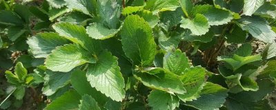 草莓苗什么时候移栽好，一般草莓苗会一年一换