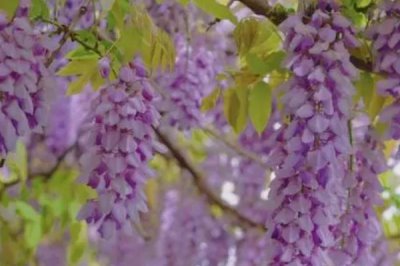 紫藤叶子发黄的原因及解决办法,可能是浇水过多或缺肥等导致的