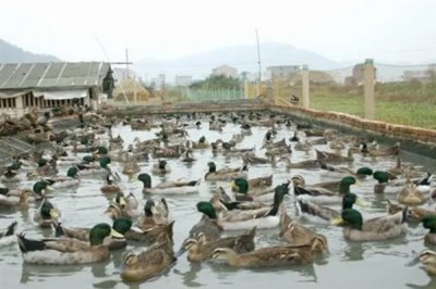 养殖绿头鸭的前景，现今市场需求大前景广阔