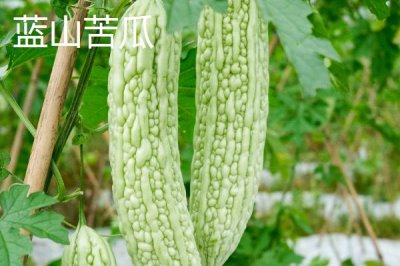 癞葡萄和苦瓜有什么区别，癞葡萄属于水果、苦瓜属于蔬菜