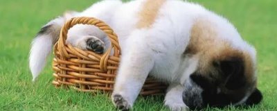 多少度幼犬会觉得冷,零下25度左右就开始觉得冷