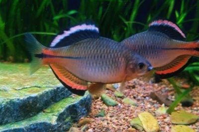 0.1号袖钩怎么绑,只需三步