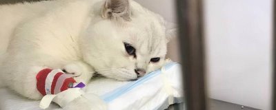 猫咪为什么会患上糖尿病,主要是肥胖、内分泌失调、遗传因素所致