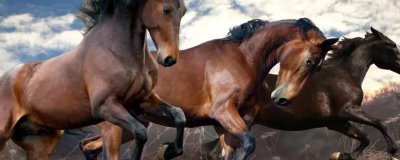 半血马和纯血马有什么区别,半血马的繁殖能力强、纯血马的繁殖能力差