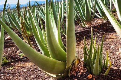 芦荟的种植管理方法,不要经常浇水