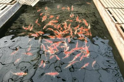 锦鲤身上有白霜如何解决,可单独饲养并用杀菌药物浸洗治疗