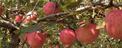 果树节水技巧，应适时节水灌溉