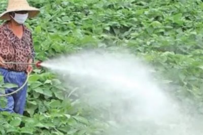 磷酸二氢钾叶面肥的使用方式,一般使用叶面喷施的方式