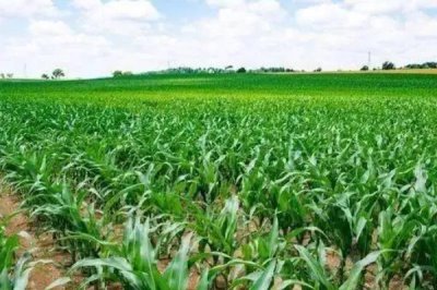 登海1989玉米种子特征特性,亩种植密度4500株