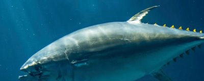 金枪鱼的人工养殖方法，主要通过网箱来养殖