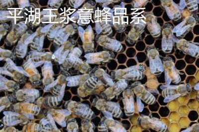 养什么蜂具有良好的效益，虎头蜂、意蜂等品种均是适宜选择
