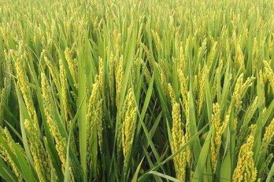 隆科丝苗14号水稻品种简介,全生育期118.4天