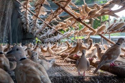 斑鸠的养殖前景，市场需求一直在稳定上升