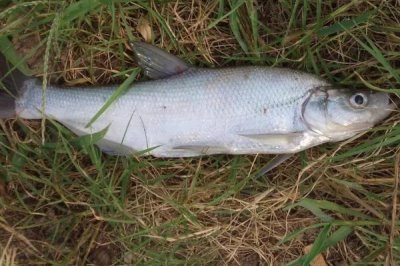 翘嘴红鲌怎么养殖,鱼苗放养要趁早