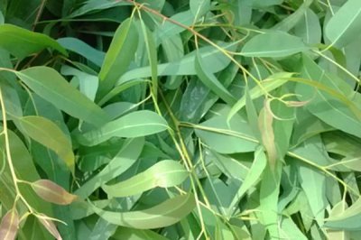 树袋熊的食物，幼崽会吃“屎”