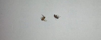 跳蚤的灭杀方法,用敌敌畏兑水喷雾可有效清除