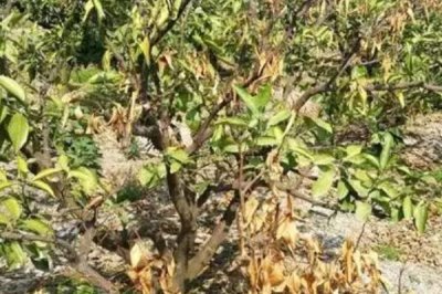 烧根如何补救,需适当增加灌水量与灌水次数