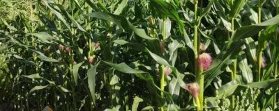 甜玉米一年能种多少次,通常可种植1-2次