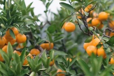 橘子什么时候最甜,夏季和秋季最甜