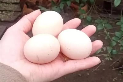 母鸡要公鸡受精才能下蛋吗,无需公鸡受精也能下蛋