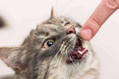 猫一般有几个脚趾，有十八个脚趾