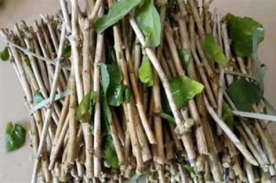 如何扦插茉莉花可提高成活率，使用疏松肥沃的土壤有助于植株生根