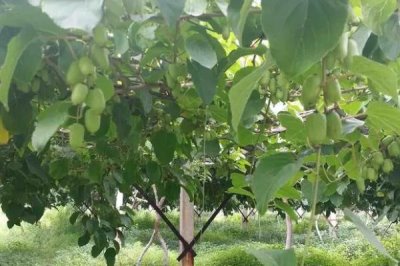 2025年农村创业致富项目,院落绿化成为热门行业