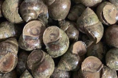 淡水螺的产地,广东、福建等地养殖较多