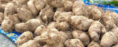 毛薯能放冰箱吗,可以放冰箱冷藏但不要冷冻