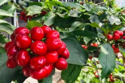 温室大棚樱桃的温度管理方法，不同生长期的温度管理方法不同