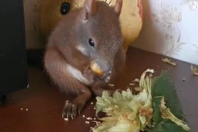 怎么养魔王松鼠,不宜食用肉蛋类食物