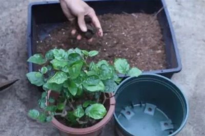 茉莉花烂根的原因及解决方法，可能是盆土不适或浇水不当所致