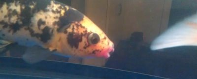 锦鲤鱼嘴唇溃烂的原因，可能是受伤后没有及时医治所致