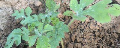 移栽后的西瓜苗怎么管理，追施钙肥可促进根系发育