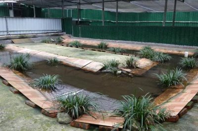 石蛙苗的养殖方法，每天上午、下午均投喂一次