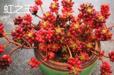 哪些多肉植物比较容易养,可选择姬胧月、虹之玉、冬美人等品种