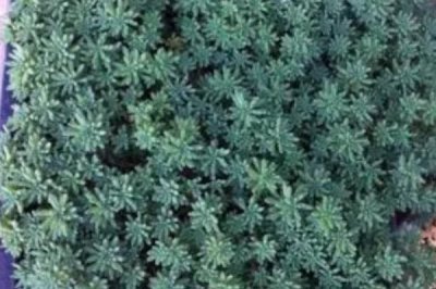 薄雪万年草的养殖方法,应注意及时掐掉不美观的枝条