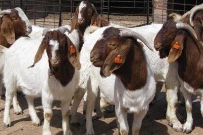 种羊如何挑选,体型匀称且结实的为佳