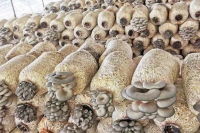 大棚蘑菇的利润有多少,取决于实际产量