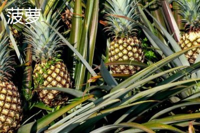 菠萝与菠萝蜜有什么区别,菠萝属于凤梨科、菠萝蜜属于桑科