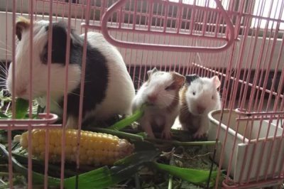 豚鼠适合养一只还是一对，属于群居动物养一对能防止孤单
