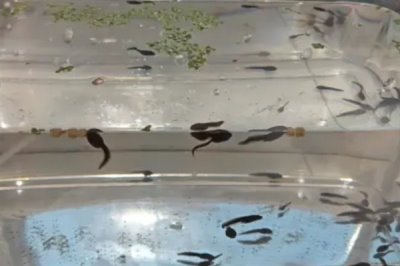 蝌蚪变成青蛙需要多久,经过80-150天左右便可完成蜕变